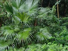 -南宁良凤江国家森林公园