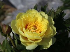 -扬州芍药园(仪征市)