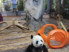 -海南热带野生动植物园