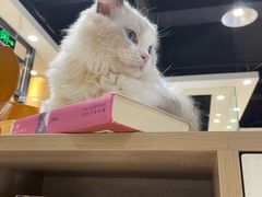 -藏猫猫咖啡主题馆(中央大道店)