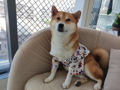 -怪兽屋·羊驼·猫咖·狗咖(俊华广场店)