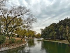 -上海共青森林公园