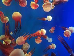 -成都浩海立方海洋公园