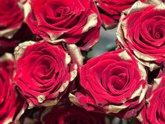 -深圳湾万象城(南山店)