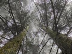 -武陵山森林公园