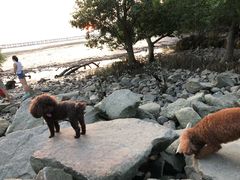 -宝安西湾红树林湿地公园