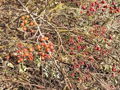 -九里河湿地公园