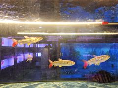 -中环花鸟鱼虫市场