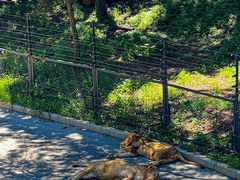 -大连森林动物园