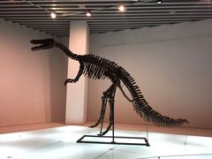 -烟台自然博物馆