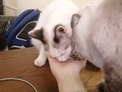 -猫色咖啡·猫咖