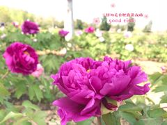 -合肥三国新城遗址公园