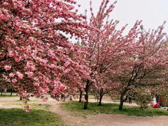 -莲花池公园