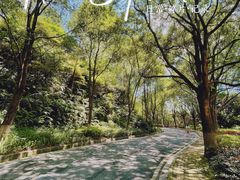 -黄山鲁森林公园