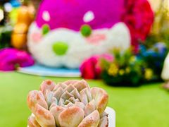 -鼎泰丰(国贸商城店)
