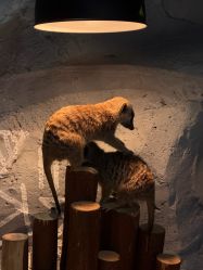 -Zoolung Zoolung动物主题公园(海信广场店)