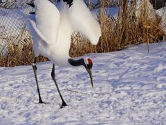 -钏路市丹顶鹤自然公园