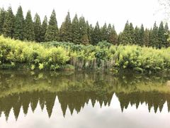 -黄海国家森林公园