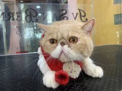 -车接车送·寄养洗护·德文猫舍(大宁店)
