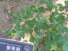 -东莞植物园