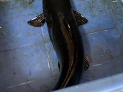 -古城苗家土菜馆(河景餐厅店)