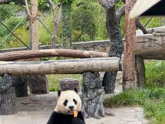 -卧龙中华大熊猫苑神树坪基地
