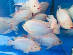 -小海豚•老字号海鲜餐厅(天涯店)