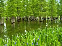 -白鹭湾湿地公园