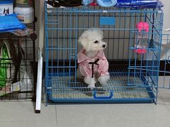 -翊宠yipet猫狗购宠庄园犬舍•猫舍