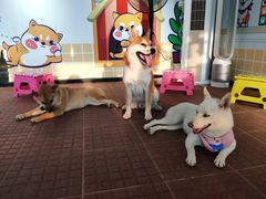 -柴犬高等学院·狗咖·柴犬售卖·宠物训练