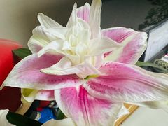 -德顺斋爆肚涮肉馆·烧烤·羊蝎子·清真炒菜(马驹桥店)