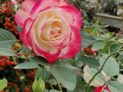 -金科花卉市场