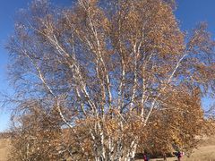 -塞罕坝国家级自然保护区