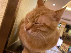 -more than meow吴止猫主题餐厅(承德 中船汇店)