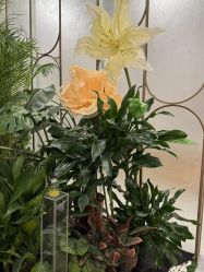 -LIHER北京丽合医疗美容医院