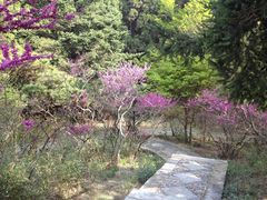 景点-庐山风景区花径公园