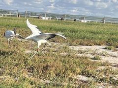 -盐城丹顶鹤湿地生态旅游区