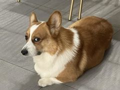 -凯瑞希宠物医院·狂犬免疫·微创·皮肤科