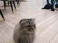-安格丽娜·狗咖·猫咖羊驼咖(春熙路百盛商场店)