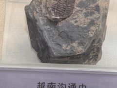 -国家自然博物馆