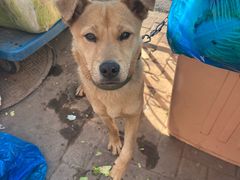 -上海特色小笼店(铁岭路90弄小区店)