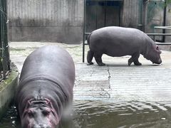 -成都动物园