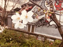 -黄桷坪涂鸦艺术街