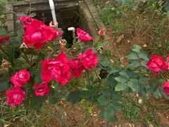 -松山湖梦幻百花洲