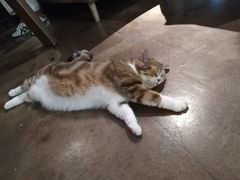 -咖法森林·咖啡  酒吧(天河店)