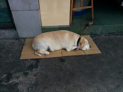 -梯坎豆花