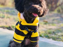 -熊小胖宠物生活馆(天华园店)