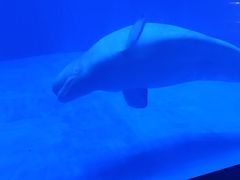 -上海海昌海洋公园-冰山北极馆