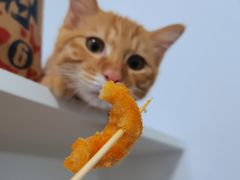 -天使宠物医院·犬猫分诊(彩虹店)