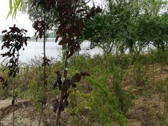 -大兴滨河森林公园